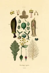 Plants